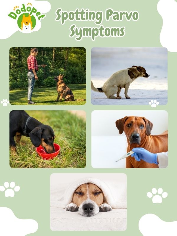 spot-dog-diseases-understanding-spotting-parvo-symptoms-4