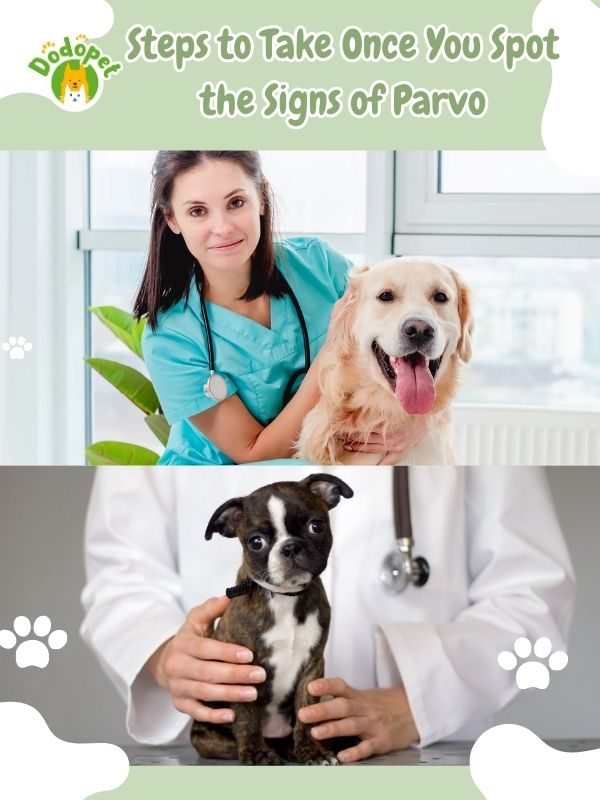 spot-dog-diseases-understanding-spotting-parvo-symptoms-5