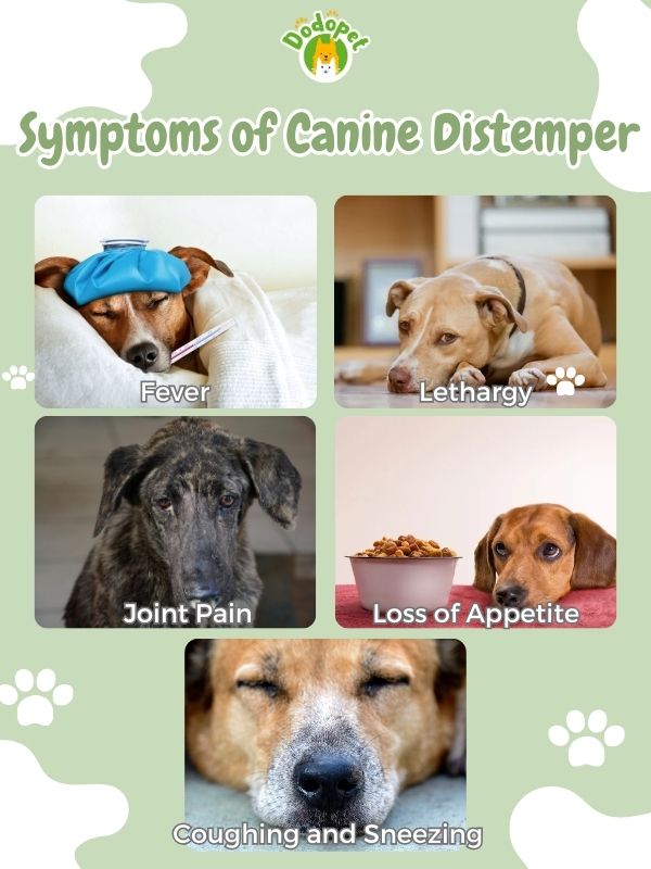 dog-diseases-distemper-4
