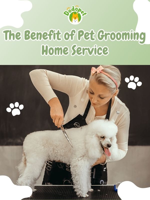 pet-grooming-home-service-5