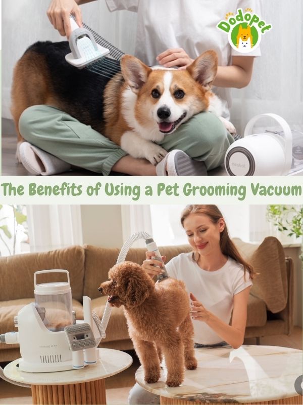 pet-grooming-vacuum-transformation-unleash-pet-beauty-6