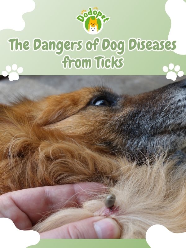 dog-diseases-from-ticks-6