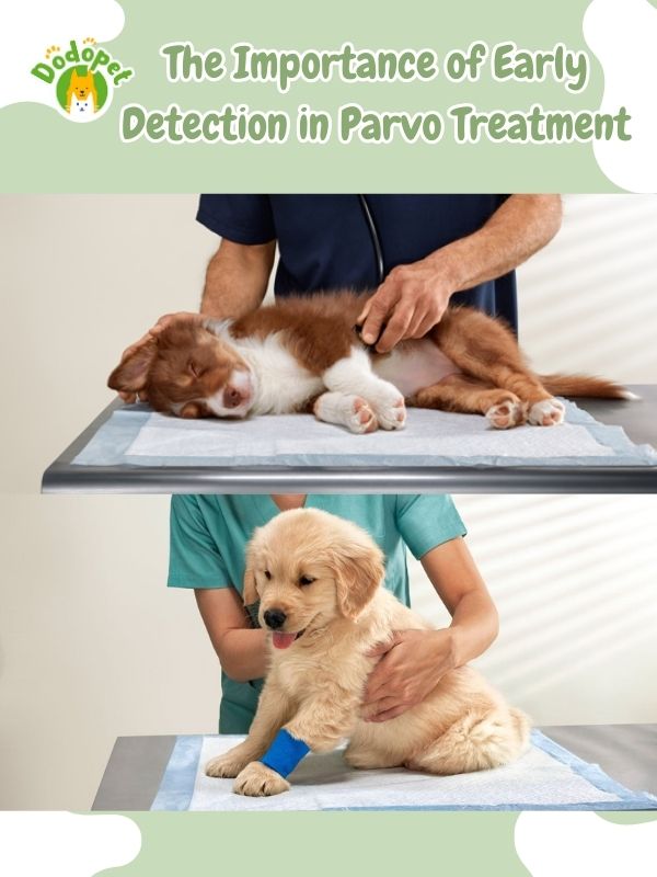 spot-dog-diseases-understanding-spotting-parvo-symptoms-6