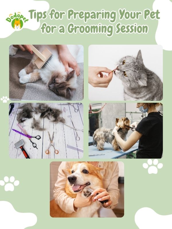 pet-grooming-home-service-6