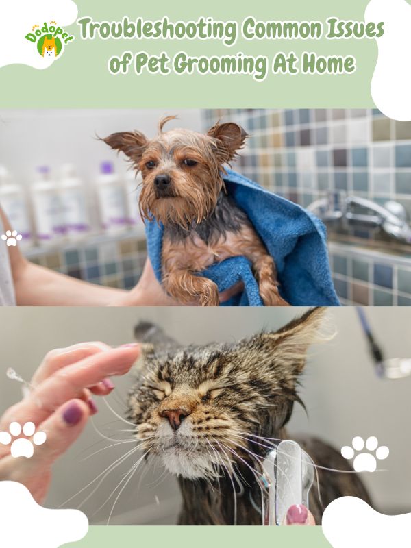pet-grooming-at-home-3
