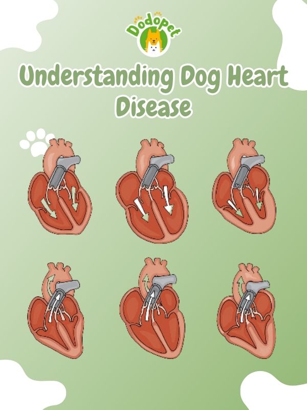 detect-prevent-dog-heart-disease-heart-to-heart-guide-7