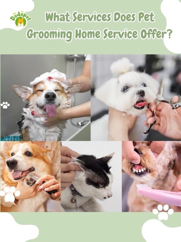 pet-grooming-home-service-8