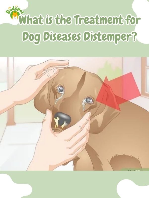 dog-diseases-distemper-2