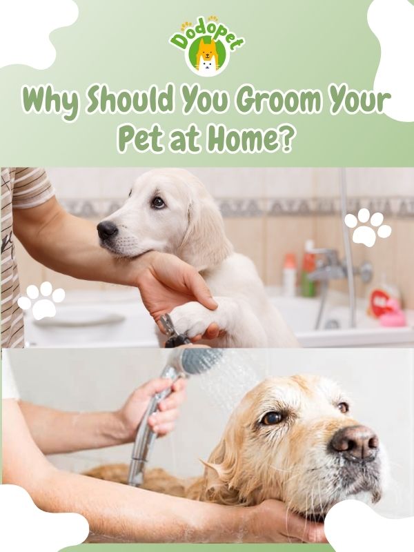 pet-grooming-at-home-2
