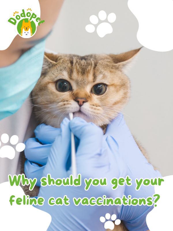 the-importances-of-cat-vaccinations-to-your-cat-health-1