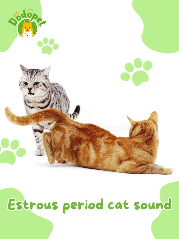 decoding-10-main-cat-sounds-and-their-meanings-4