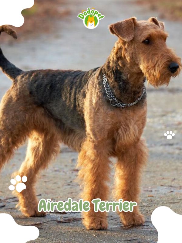 Terrier-Types-of-Dogs-7
