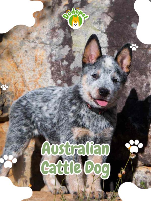 Australian-Cattle-Dog