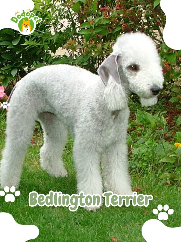 Terrier-Types-of-Dogs-5