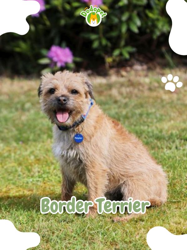 Terrier-Types-of-Dogs-4