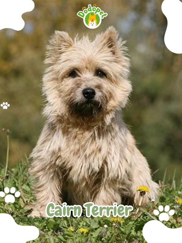 Terrier-Types-of-Dogs-2