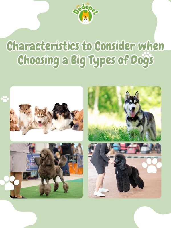 Big-Types-of-Dogs-7