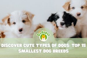 Cute-Types-of-Dogs-1
