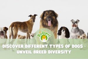 Types-of-Dogs-1