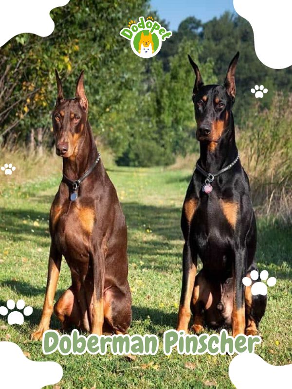 Large-Types-of-Dogs-17