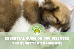Dog-Diseases-Transmitted-to-Humans-1