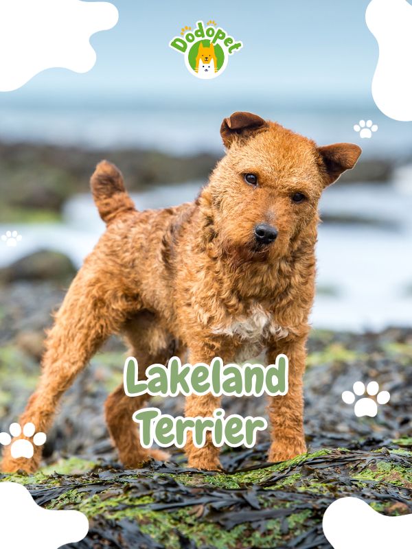 Terrier-Types-of-Dogs-17