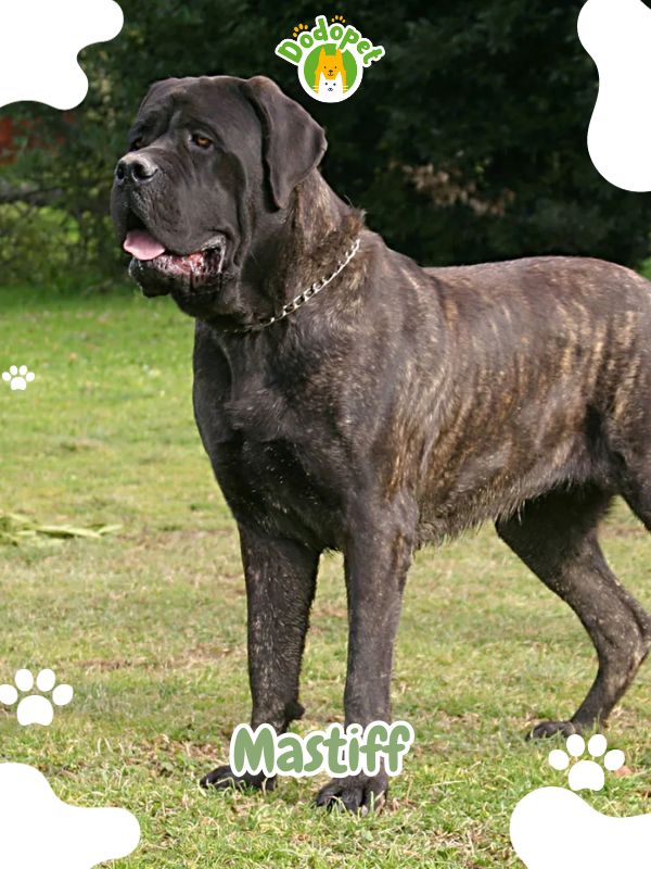 Large-Types-of-Dogs-8