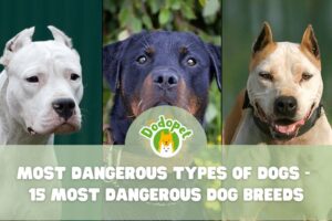 Most-Dangerous-Types-of-Dogs-1