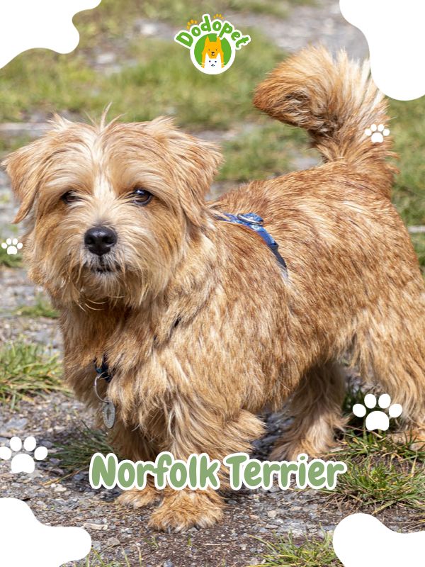 Terrier-Types-of-Dogs-14