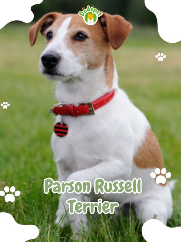 Parson-Russell-Terrier