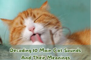 decoding-10-main-cat-sounds-and-their-meanings