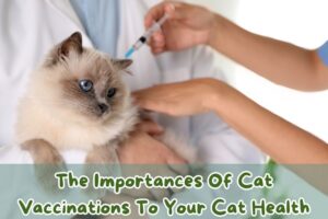 the-importances-of-cat-vaccinations-to-your-cat-health