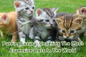 purring-luxury-unveiling-the-most-expensive-cats-in-the-world