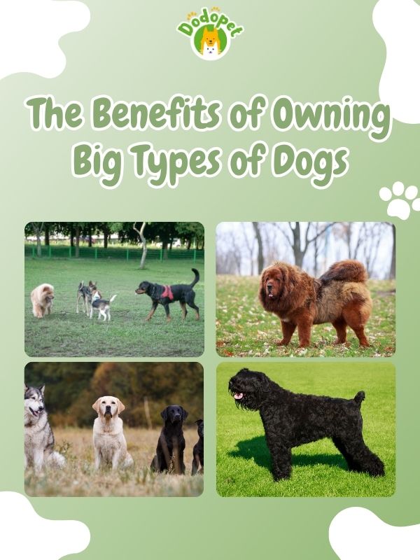 Big-Types-of-Dogs-3