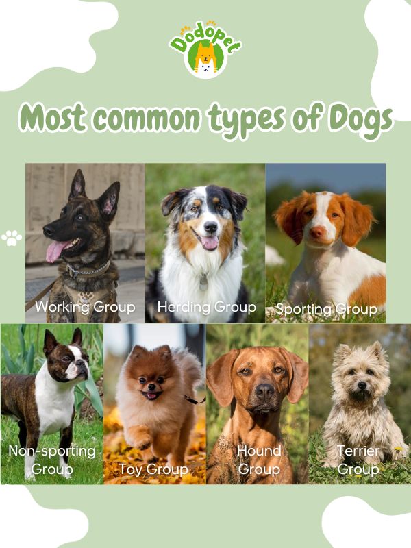 Types-of-Dogs-8