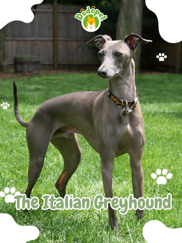 The-Italian-Greyhound