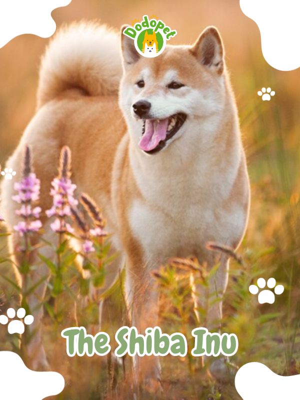 The-Shiba-Inu
