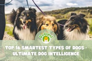 Smartest-Types-of-Dogs-1