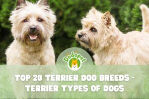 Terrier-Types-of-Dogs-1