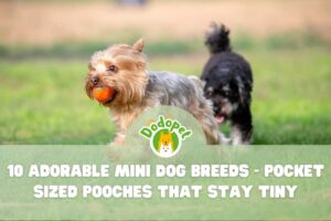Mini-Dog-Breeds-1