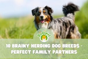 Herding-Dog-Breeds-1