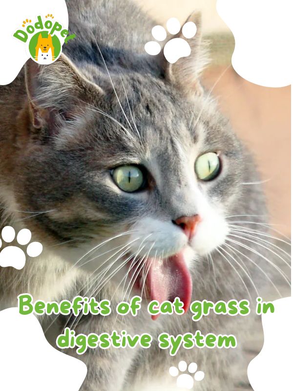 benefits-of-cat-grass-guide-to-happy-and-healthy-feline-friends-2
