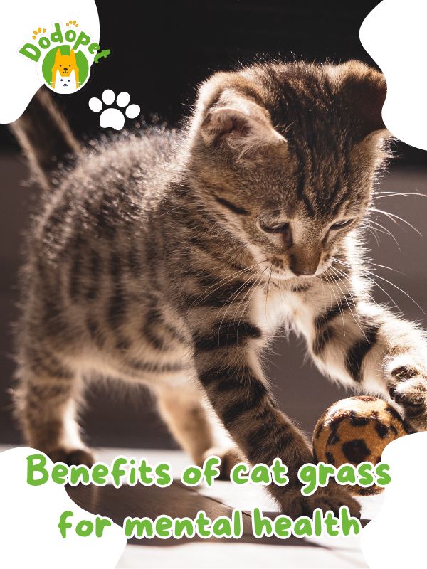 benefits-of-cat-grass-guide-to-happy-and-healthy-feline-friends-3