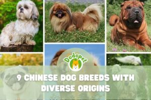 Chinese-Dog-Breeds-1