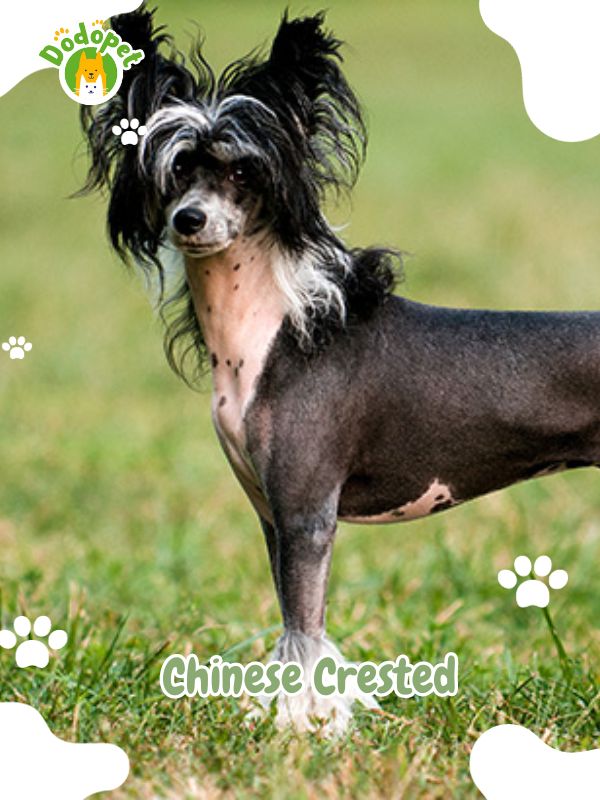Chinese-Dog-Breeds-2