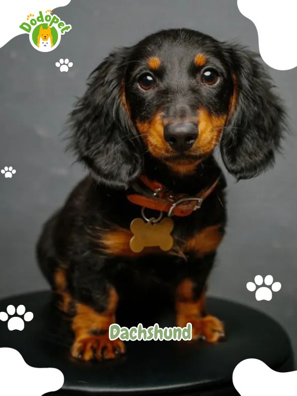 Cutest-Dog-Breeds-4
