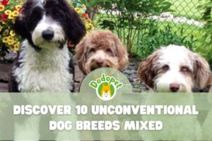 Dog-Breeds-Mixed-1