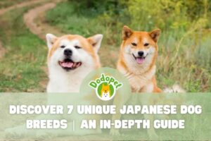 Japanese-Dog-Breeds-1