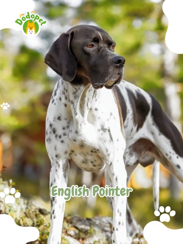 Pointer-Dog-Breeds-2