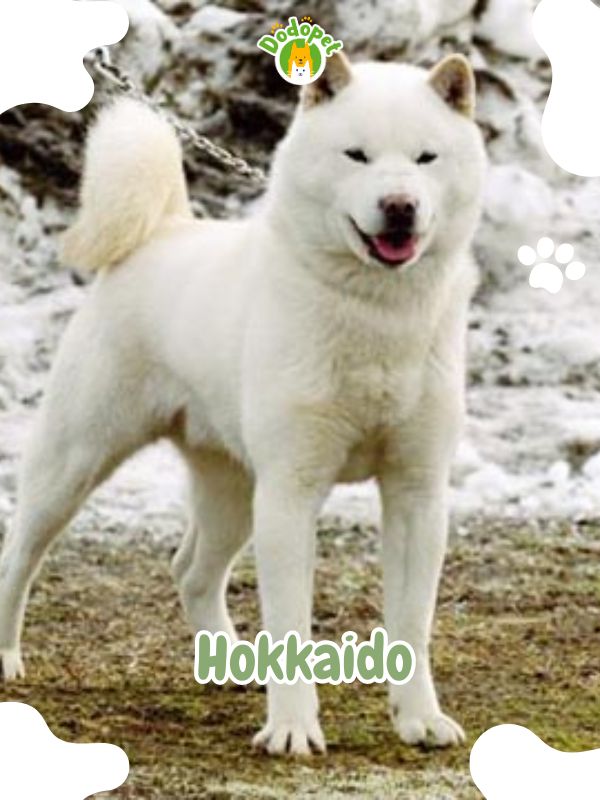 Japanese-Dog-Breeds-3